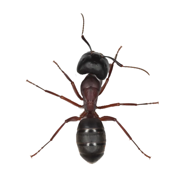 Ant