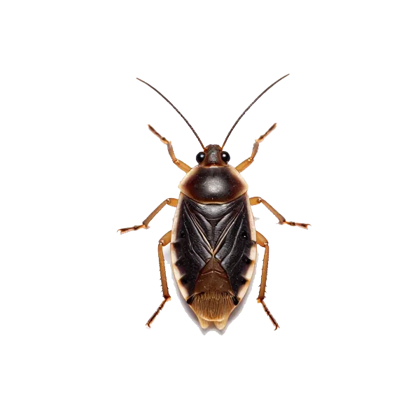 Bed Bugs